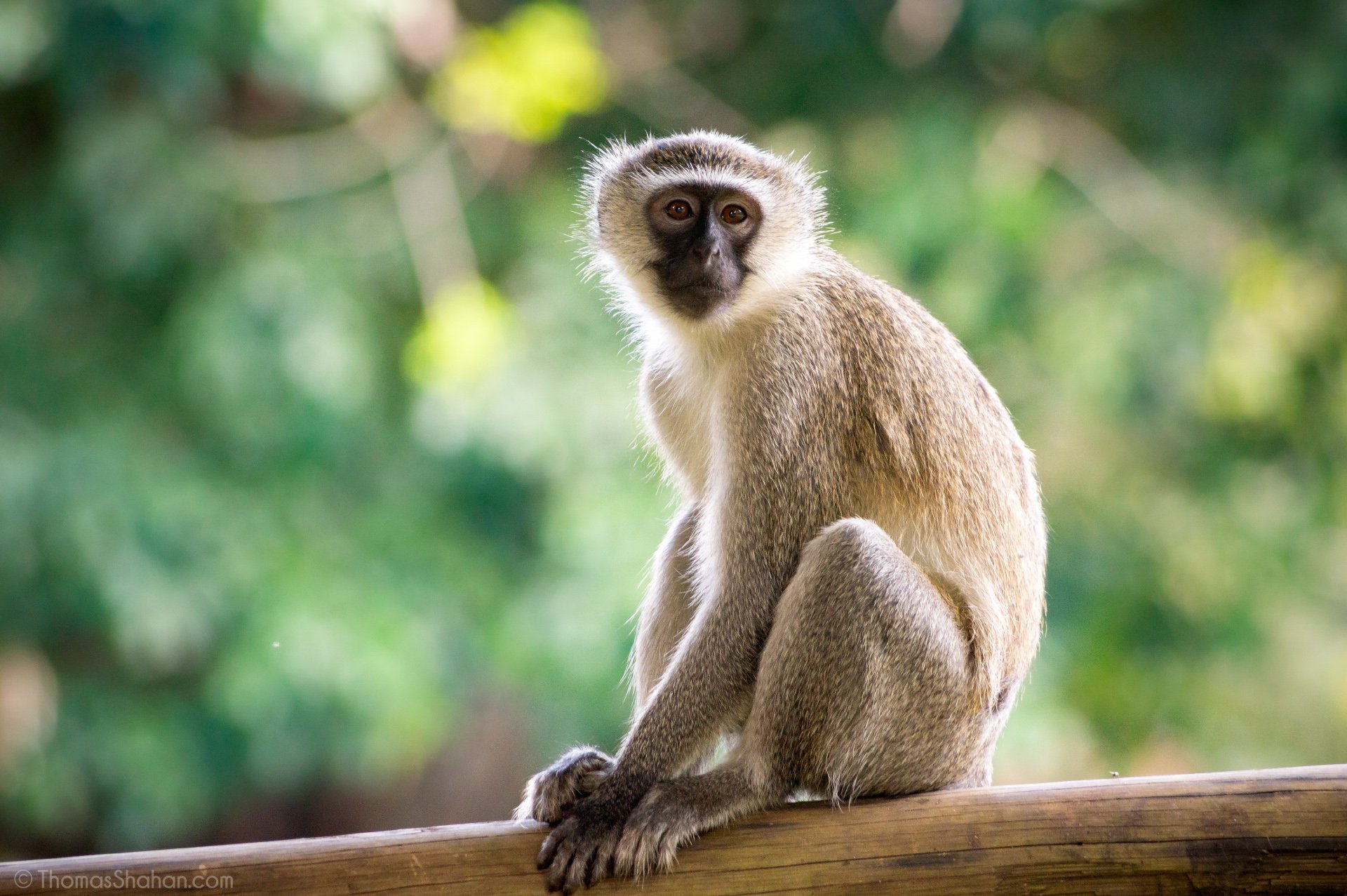 Vervet Monkey  African Wildlife Foundation