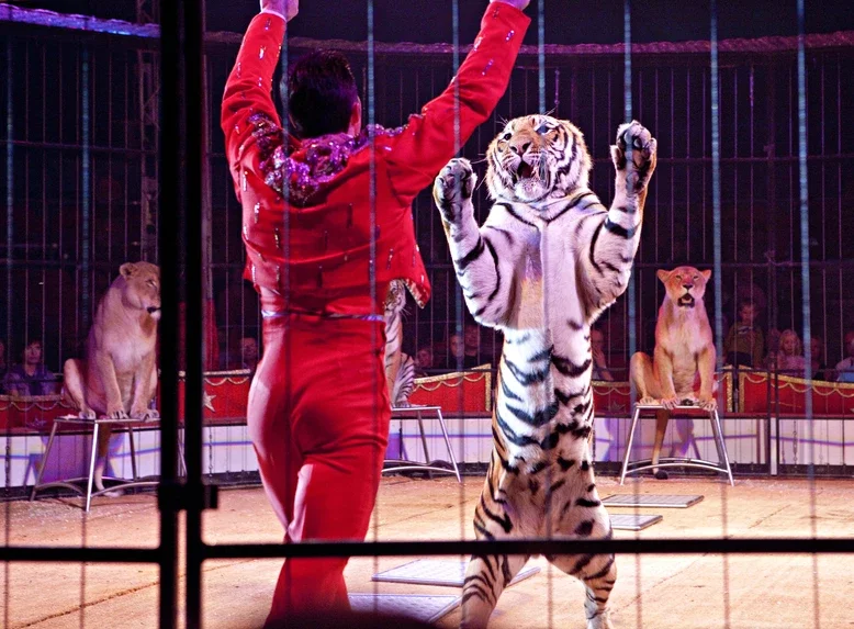 Hungary closes the last EU loophole for wild animals in the circus ring