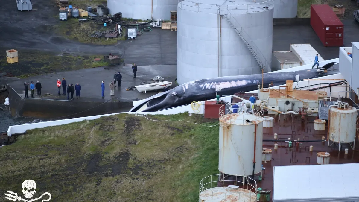Iceland bill could ban commercial whaling for good