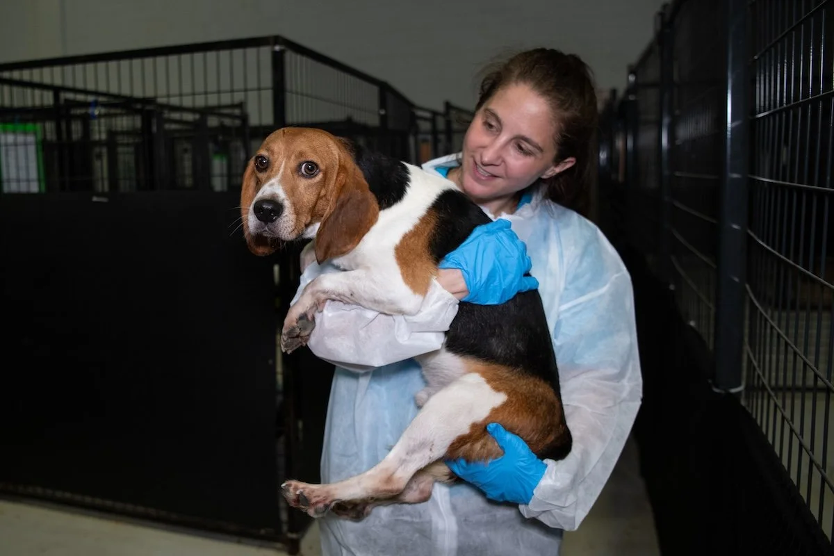 Beagle testing breeder Envigo pleads guilty to mistreatment and fined ...