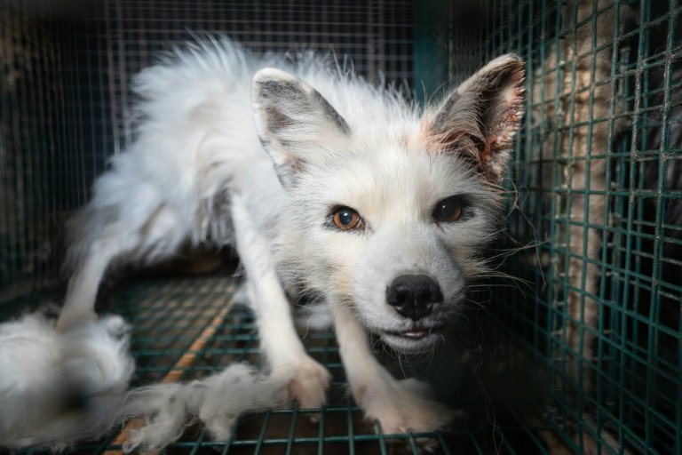 These Arctic Foxes on Fur Farms Are So Fat, They Can Barely Stand
