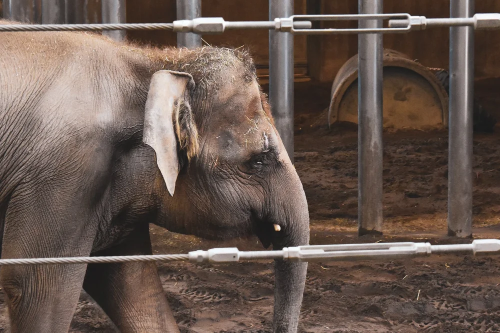 List of Top Ten “Worst” US Zoos Highlights Suffering of Elephants