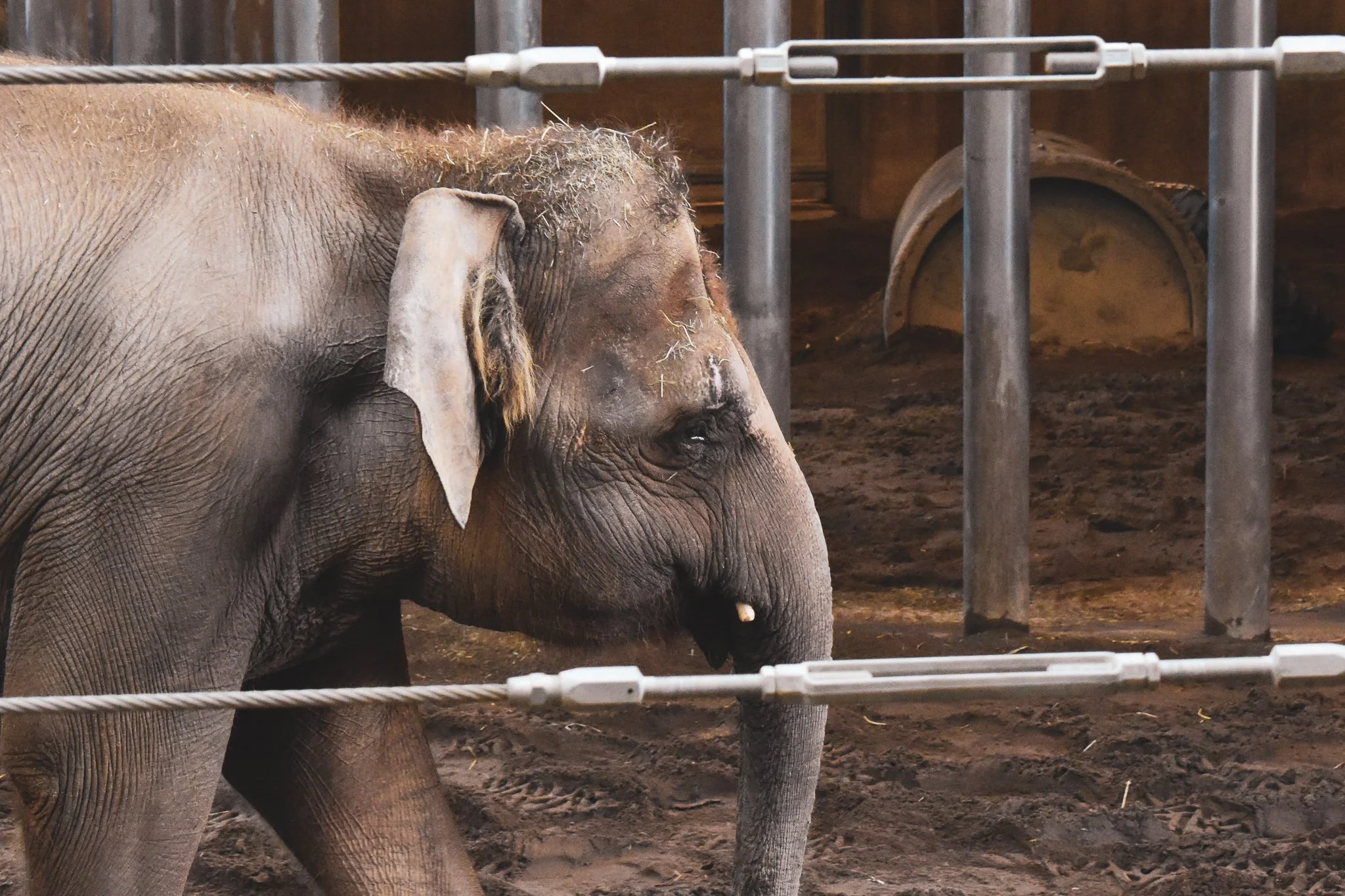 List of Top Ten “Worst” US Zoos Highlights Suffering of Elephants
