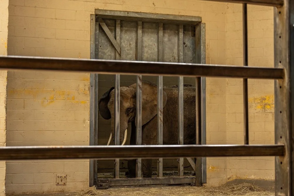 History made for elephants held at the Pittsburgh Zoo