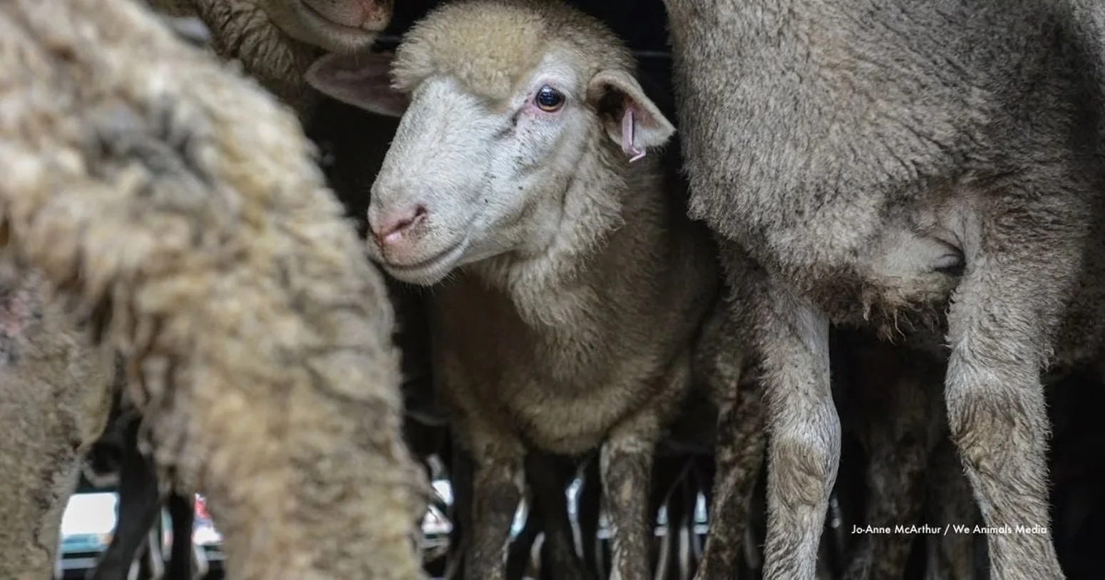 Tens of millions of animals are being transported on ships that aren't fit for purpose, report finds