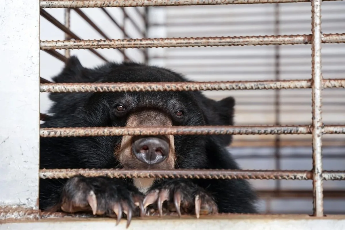 Conservation group stages the biggest rescue of moon bears from illegal bile farm in Southeast Asia
