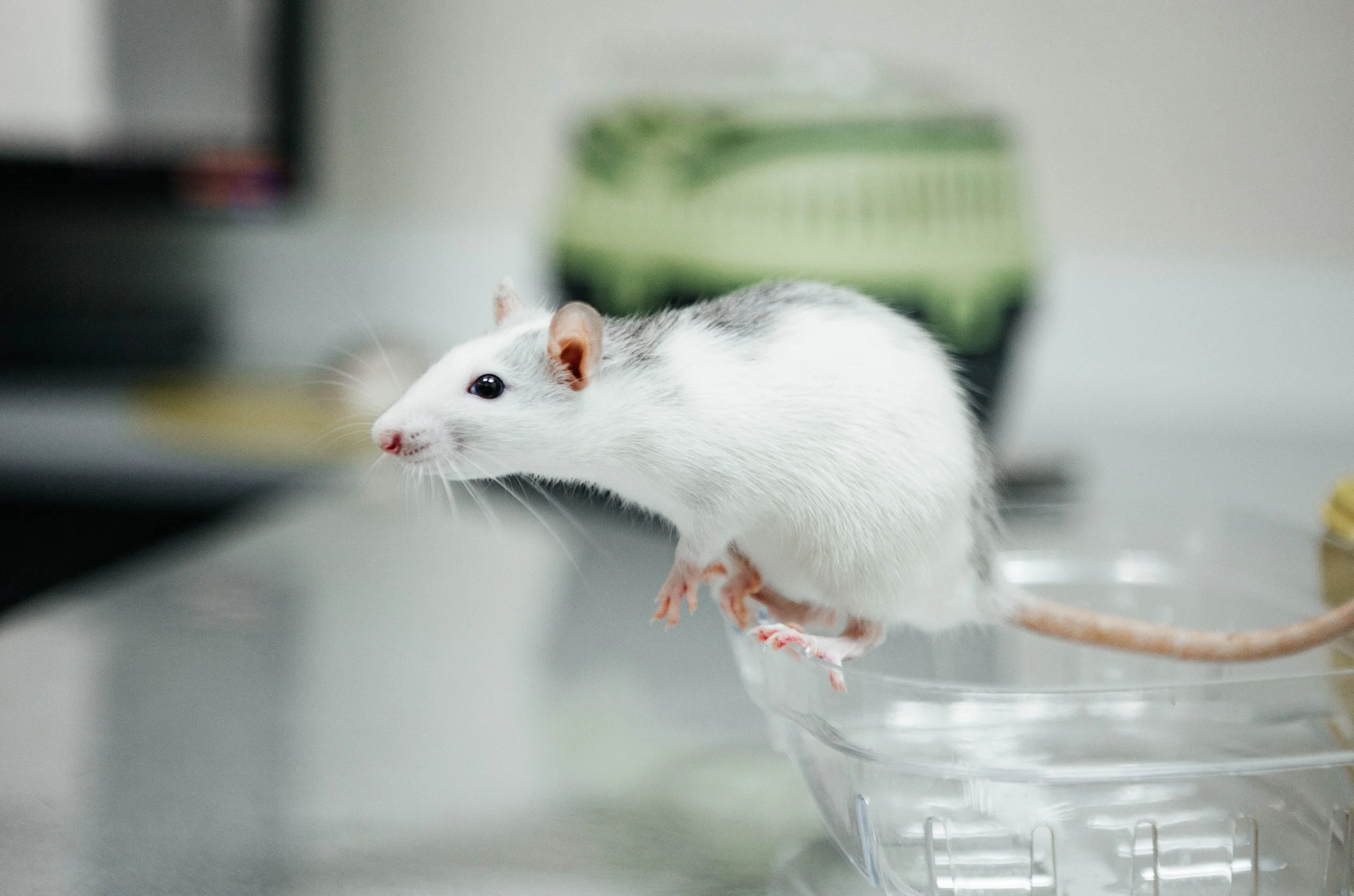 Scientists create AI "mouse" to replace live animals in drug testing