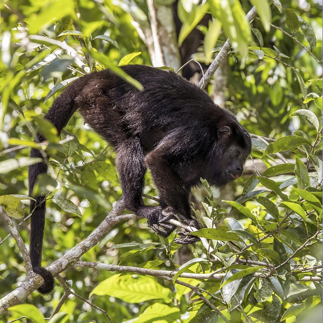 Monkeys falling dead from trees as intense heat hits Mexico — Species Unite