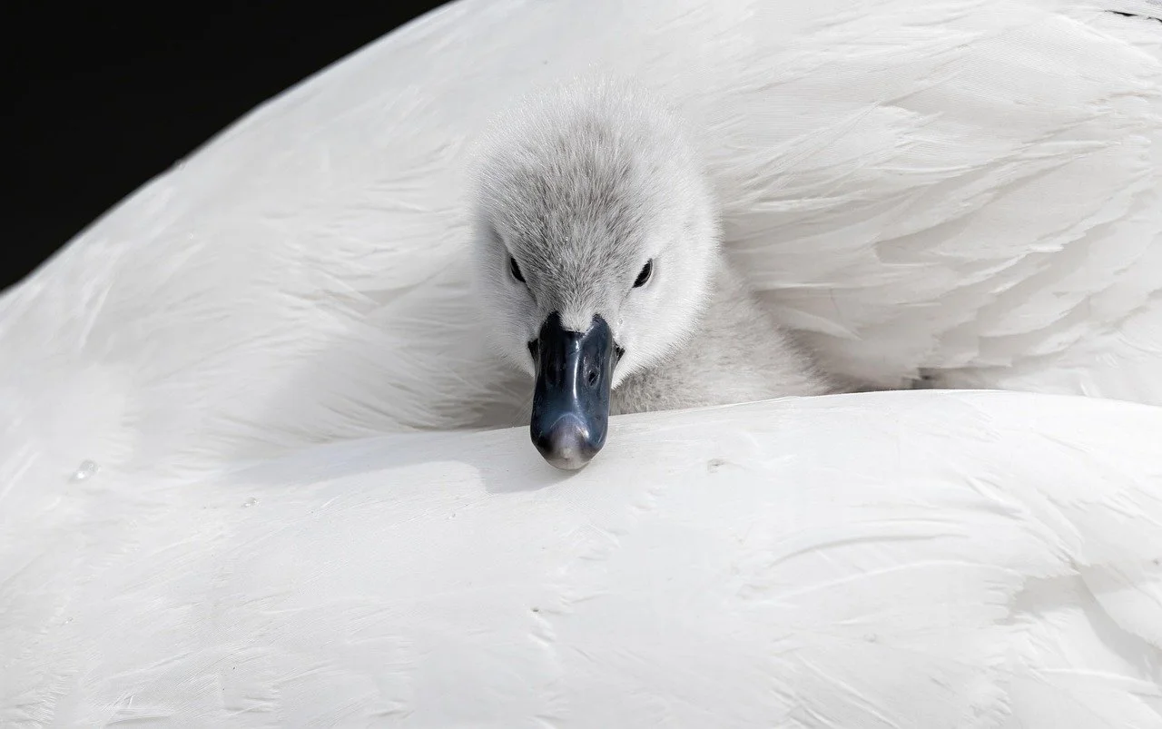 Fashion’s favorite excuse: the myth of the ethical by-product