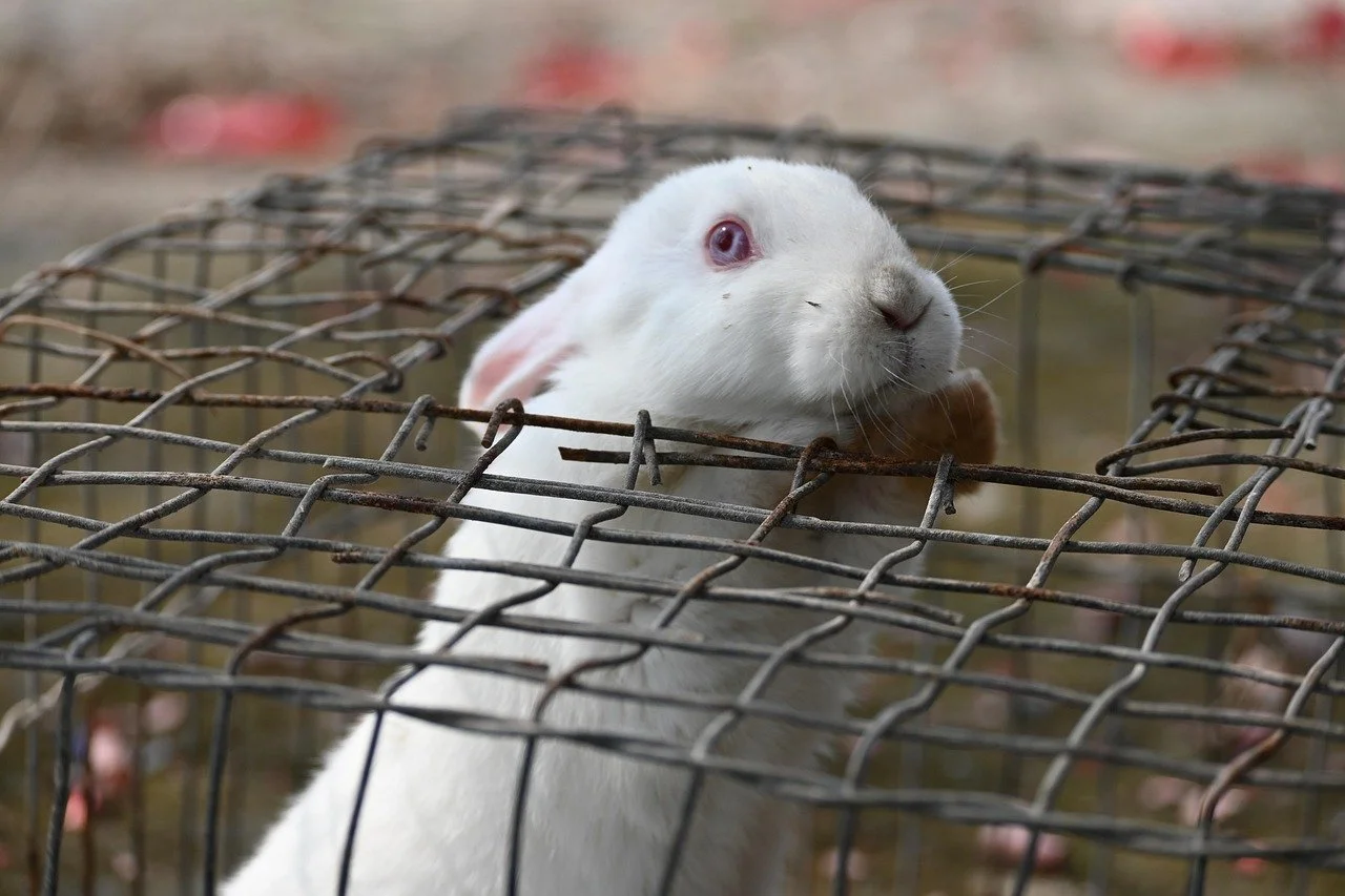 Major U.S. publisher bans fur across all its titles&nbsp;