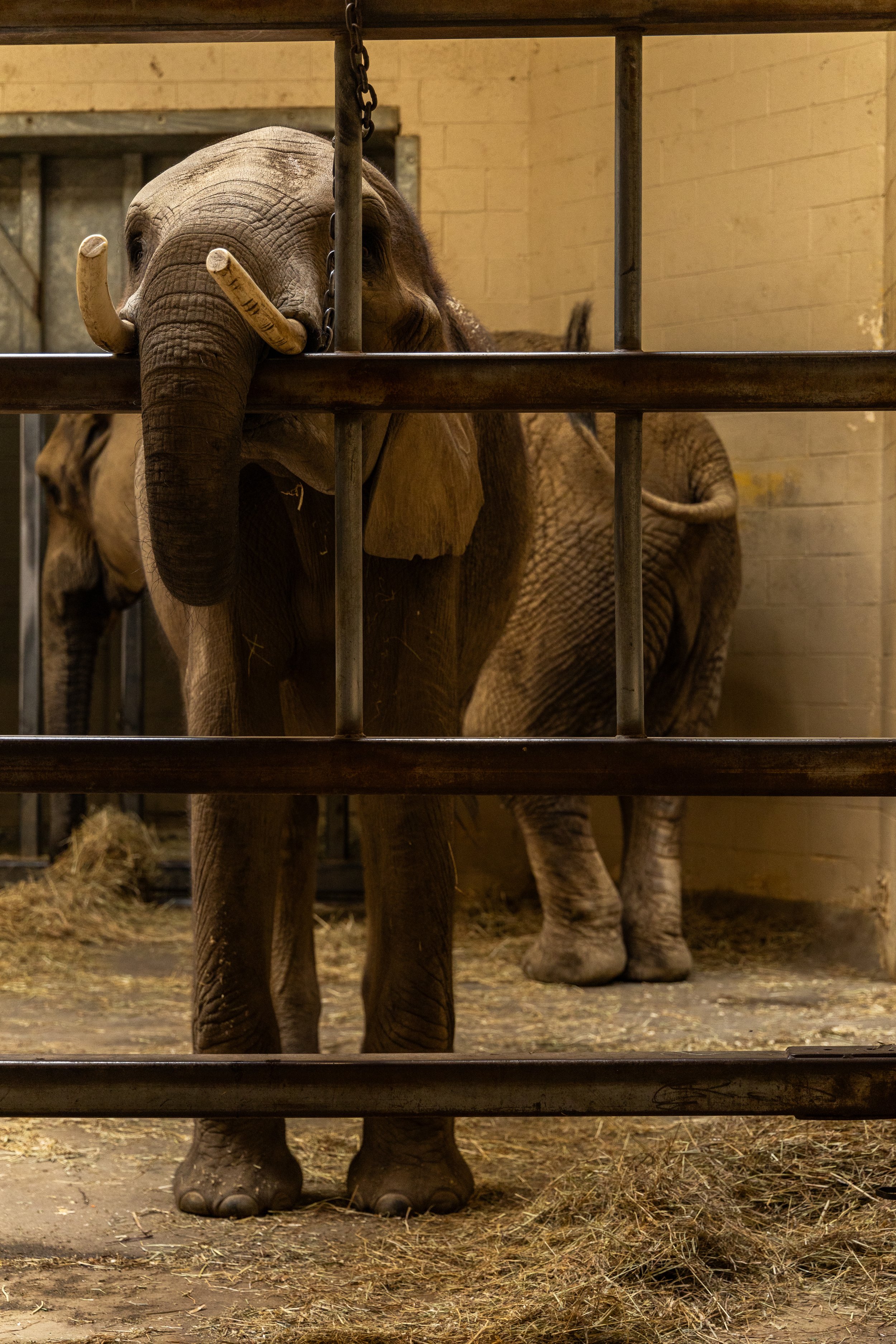 Pittsburgh Zoo elephant case will head to Pennsylvania Superior Court