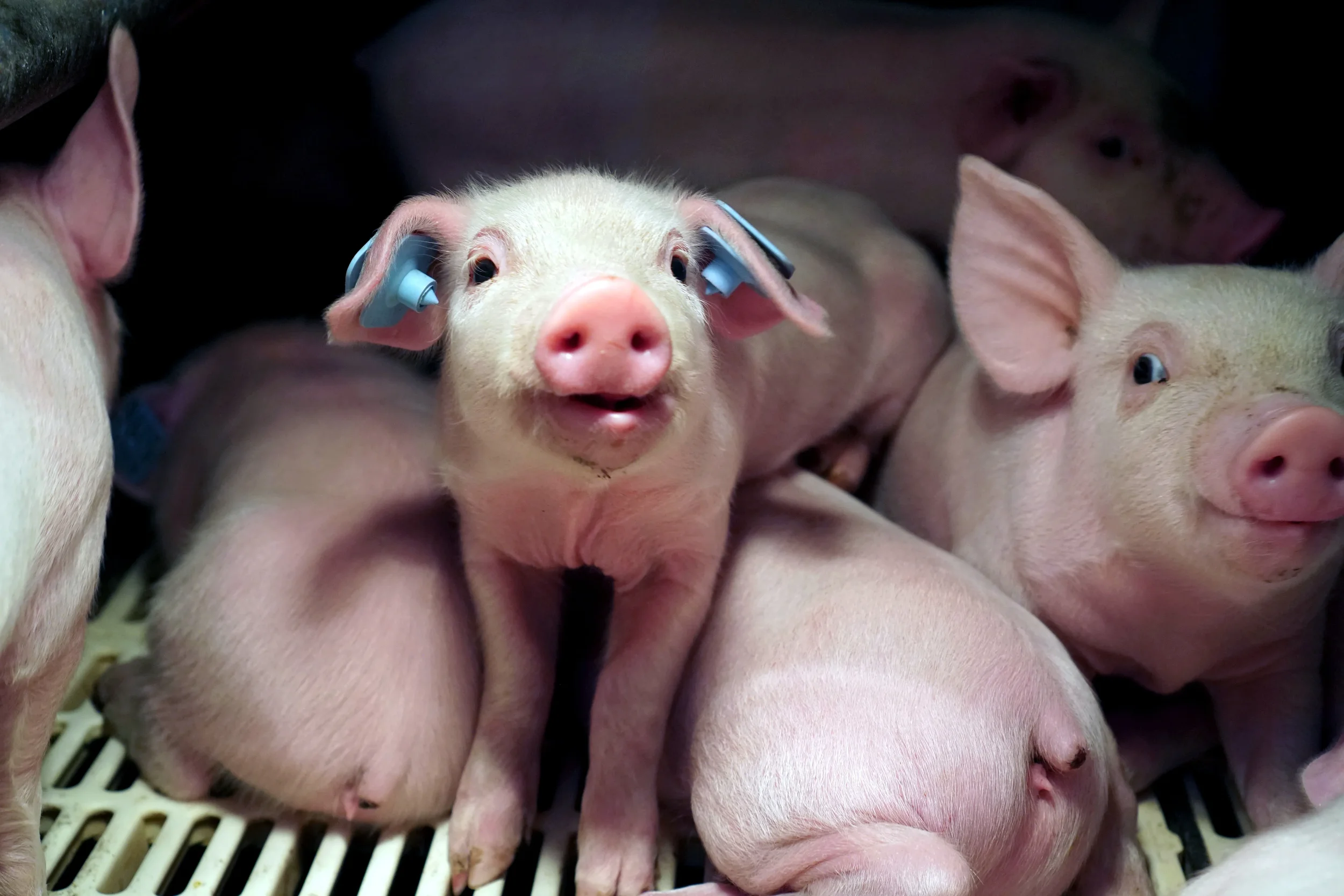 New silicone model offers alternative to fetal pig dissection