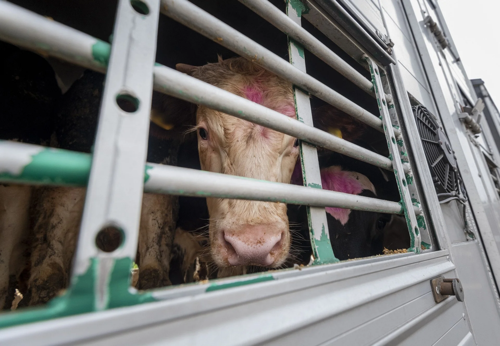 Up to 60 cows killed after transport truck plunges from highway overpass in Kansas City