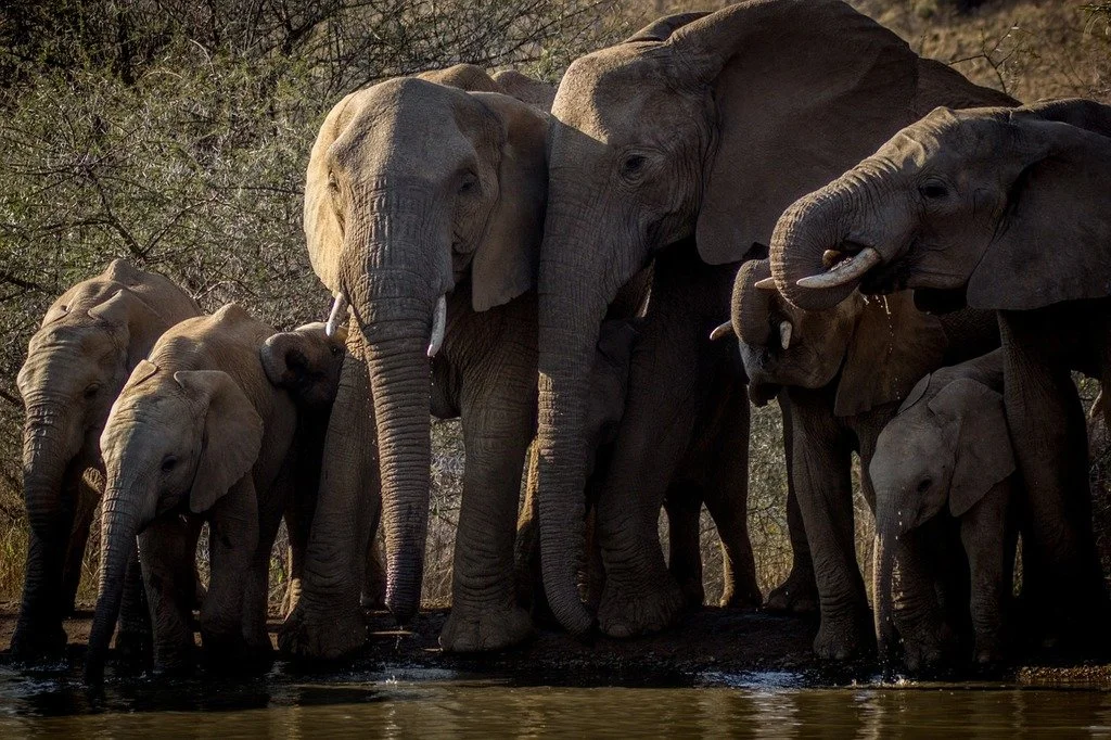 Botswana approves killing of 23 elephants for Independence Day celebrations