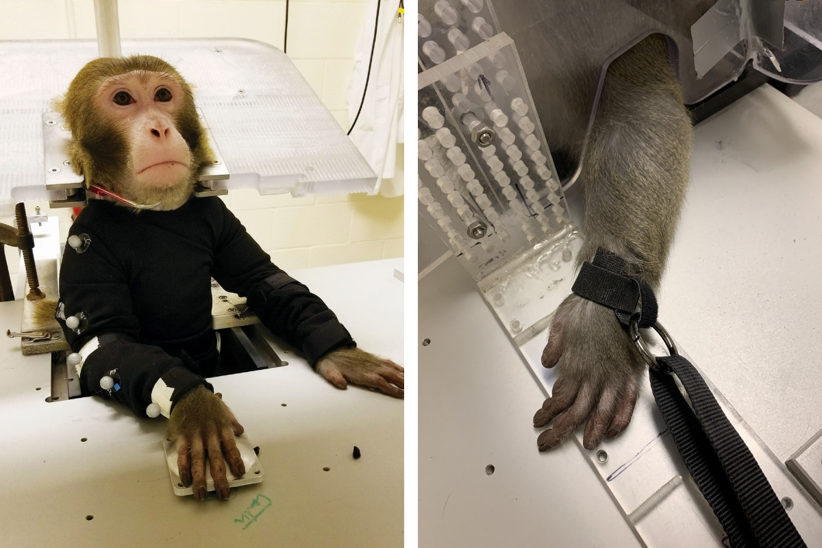 New NIH office aims to advance animal-free, human-based research