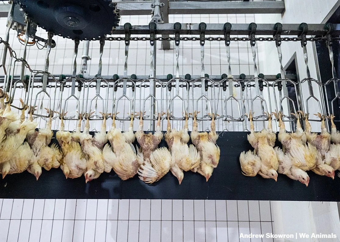 New USDA proposal could allow slaughterhouses to set their own limits on killing speed