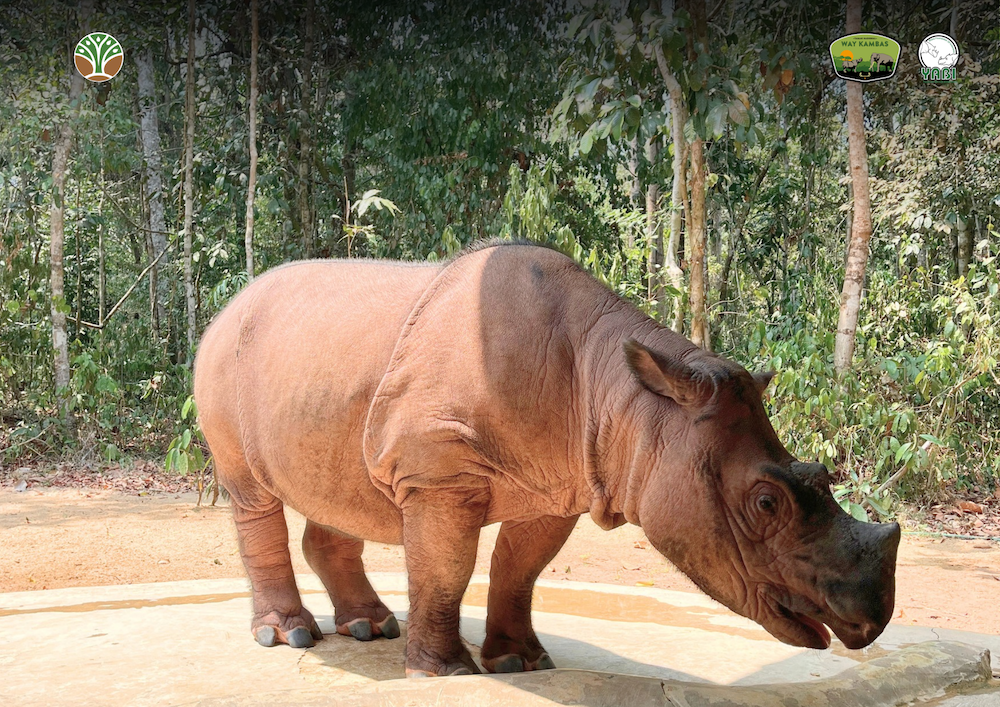 Two Sumatran rhinos are pregnant, says Indonesian sanctuary, in a huge boost for the critically endangered species