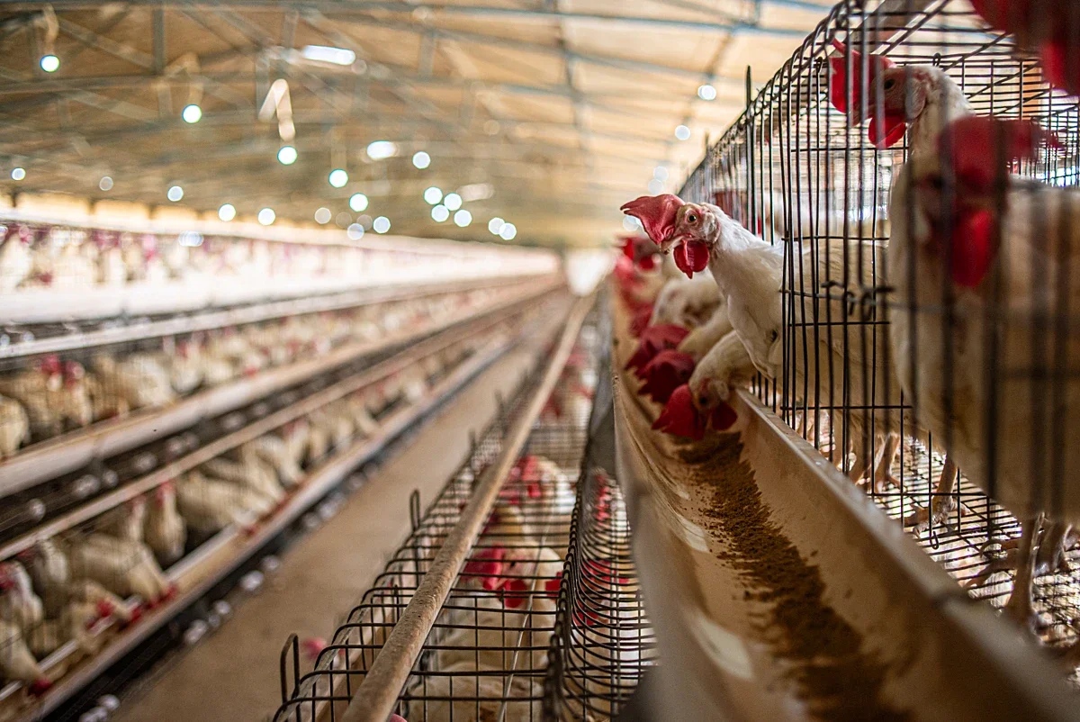 The World Bank is investing billions in factory farming, new report finds