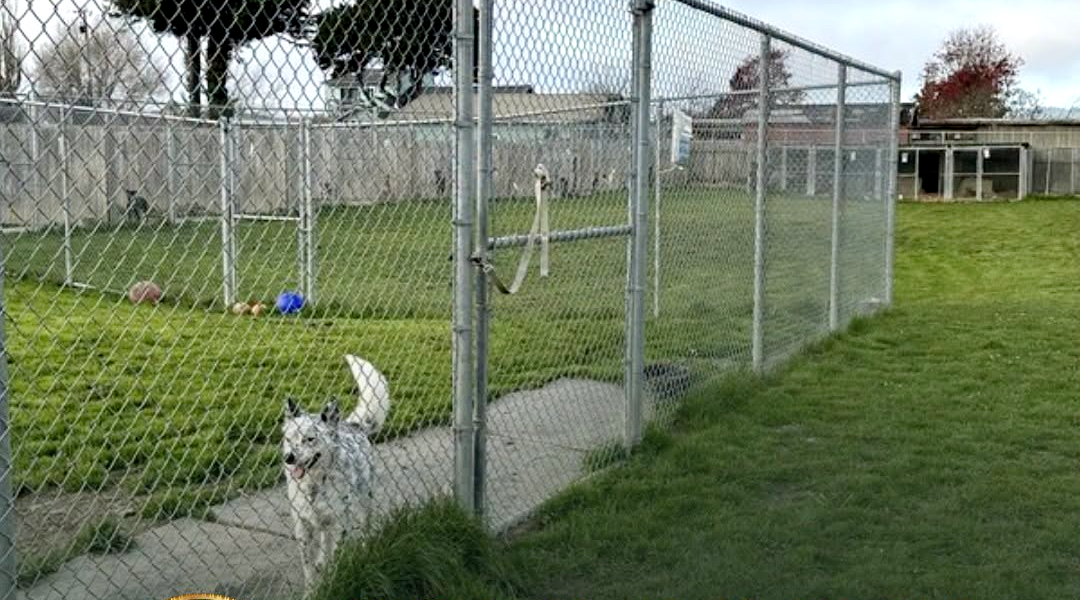 Hundreds of dead dogs found buried in mass graves at California animal sanctuary