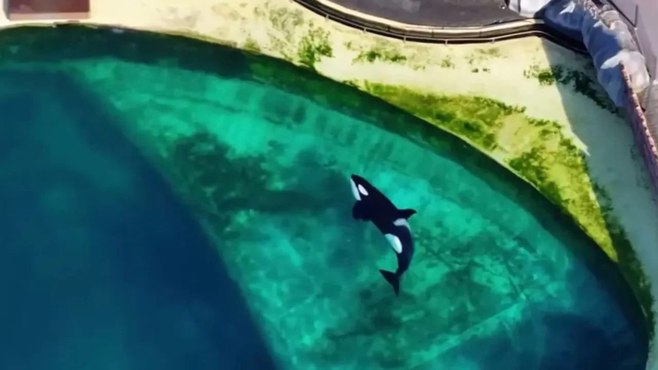 Mother and son orcas left in a shut-down aquarium may now be transferred to marine park in Spain