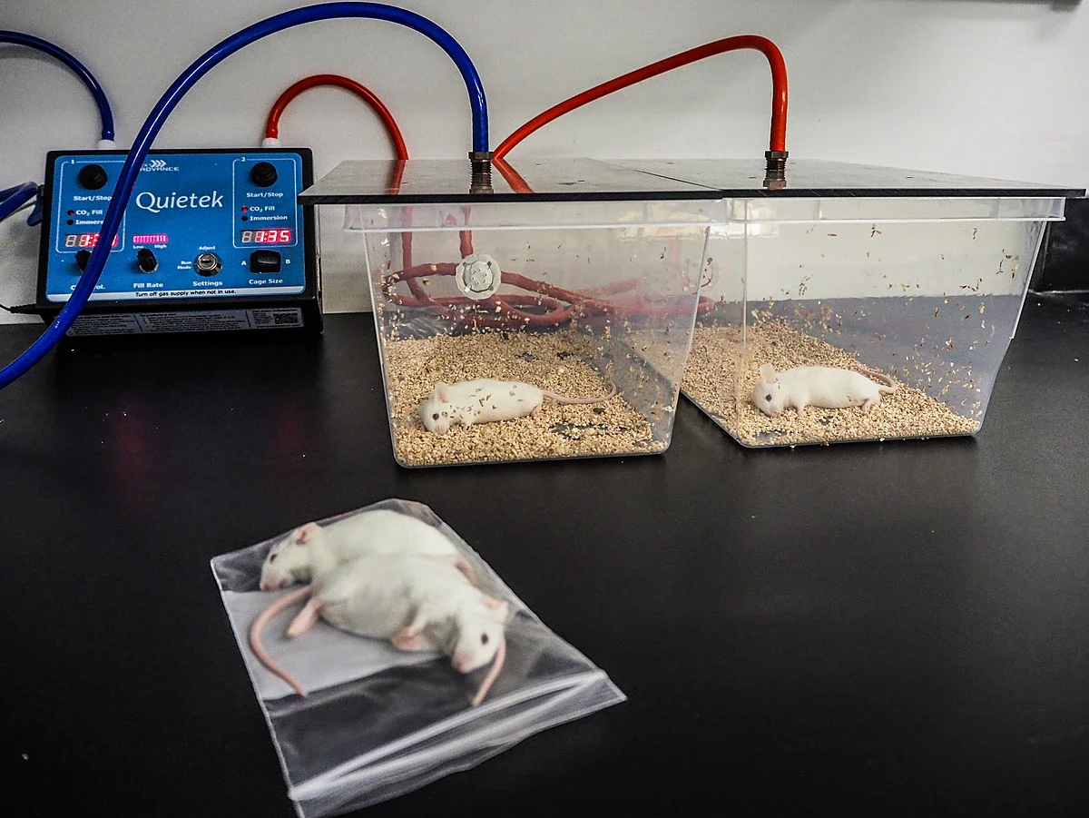 US federal health agencies commit millions to phase out animal testing