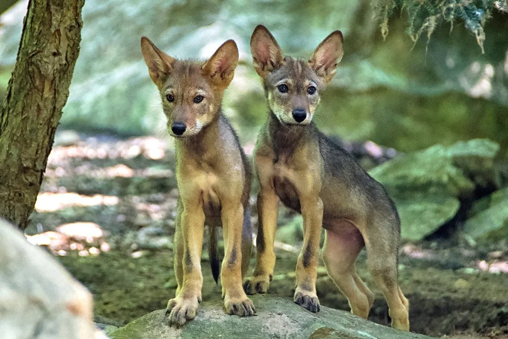 Four litters boost critically endangered red wolf population