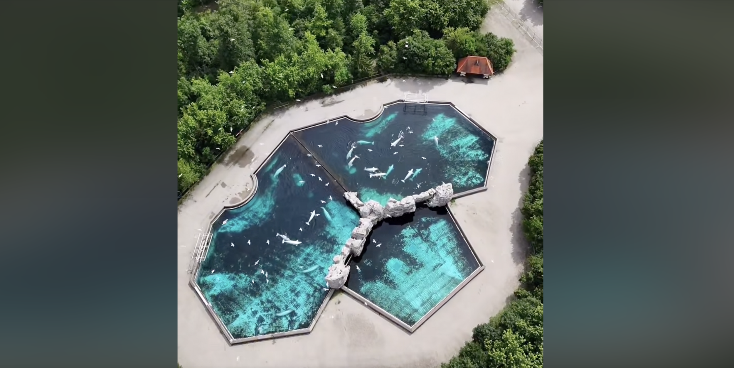 28 beluga whales are to be moved from a shuttered theme park in Canada to four US aquariums
