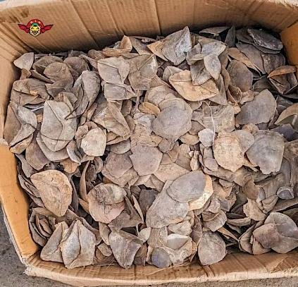Gorilla skulls, ivory, and pangolin scales seized at Cameroon–Nigeria border