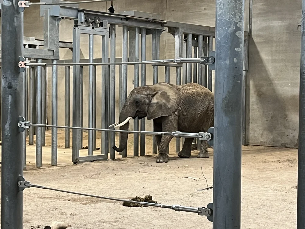 List of Top Ten “Worst” US Zoos Highlights Suffering of Elephants