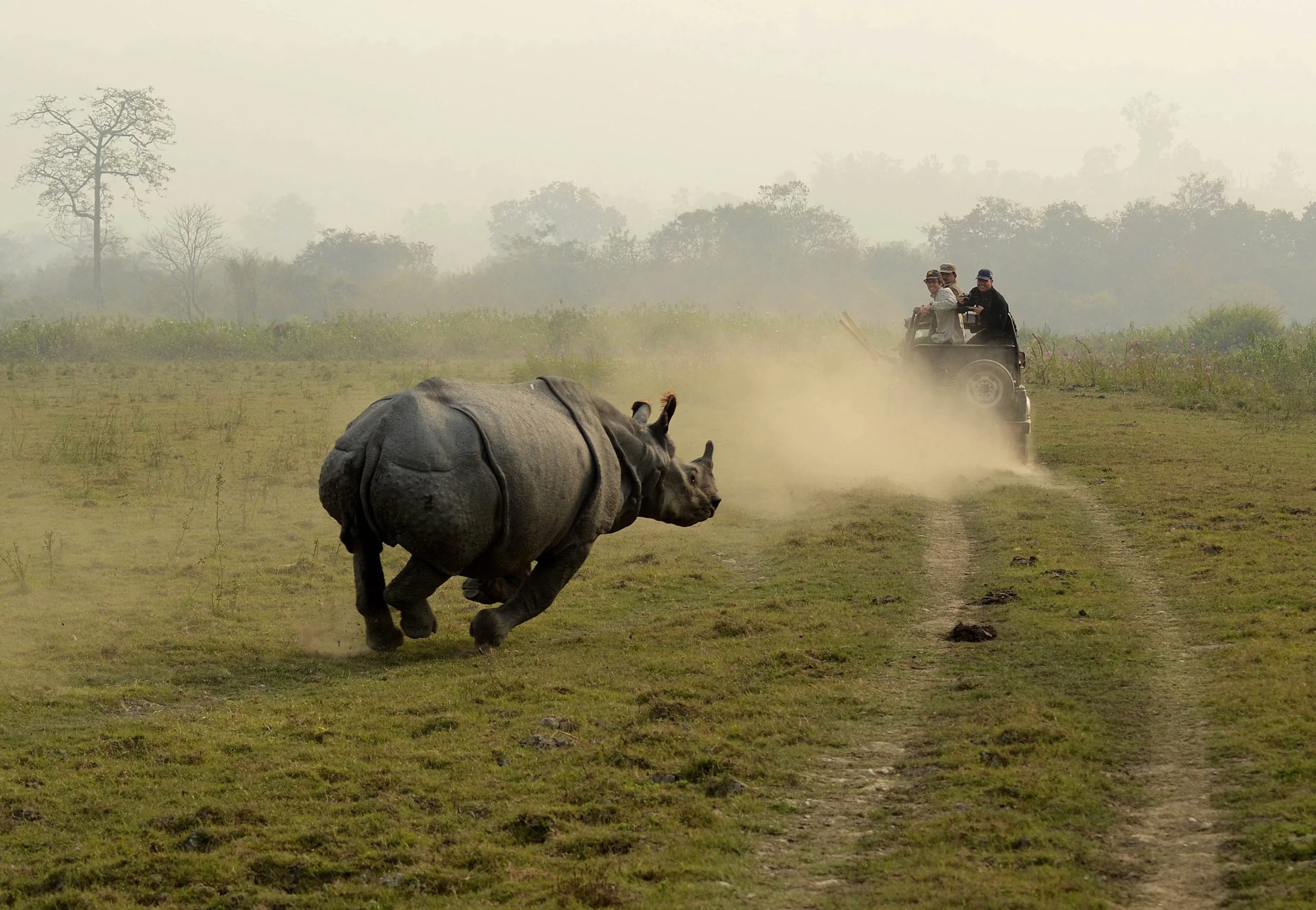 Three of the world's five rhino species are thriving while two face extinction, new report finds