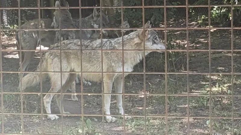 Wildlife park euthanizes entire wolf family that lived together for a decade
