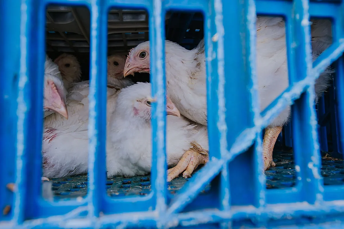 Recent heatwaves killed up to three million chickens in France alone