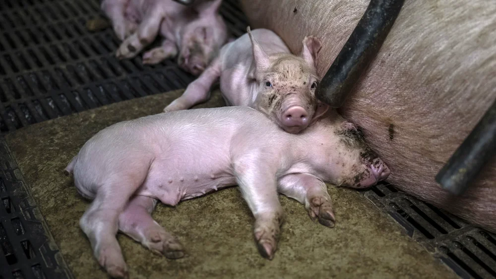 Deadly “superbugs” found in major British supermarket meat supply chains, new report finds