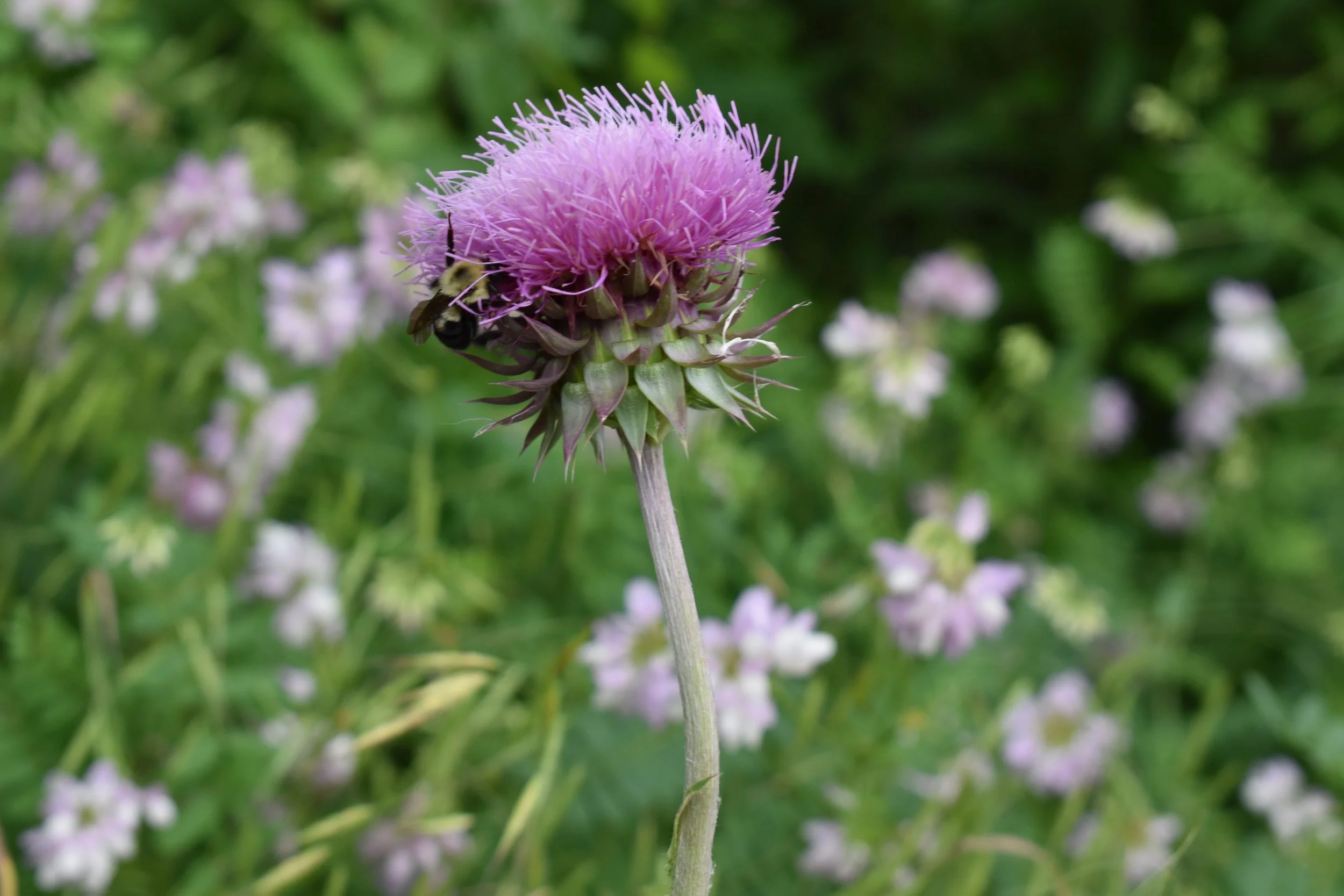 Presence in Beauty and Grief