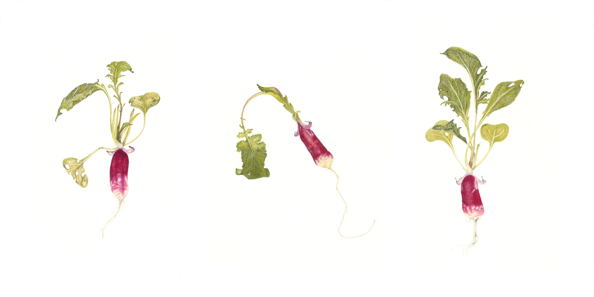 Trio of Radishes.png