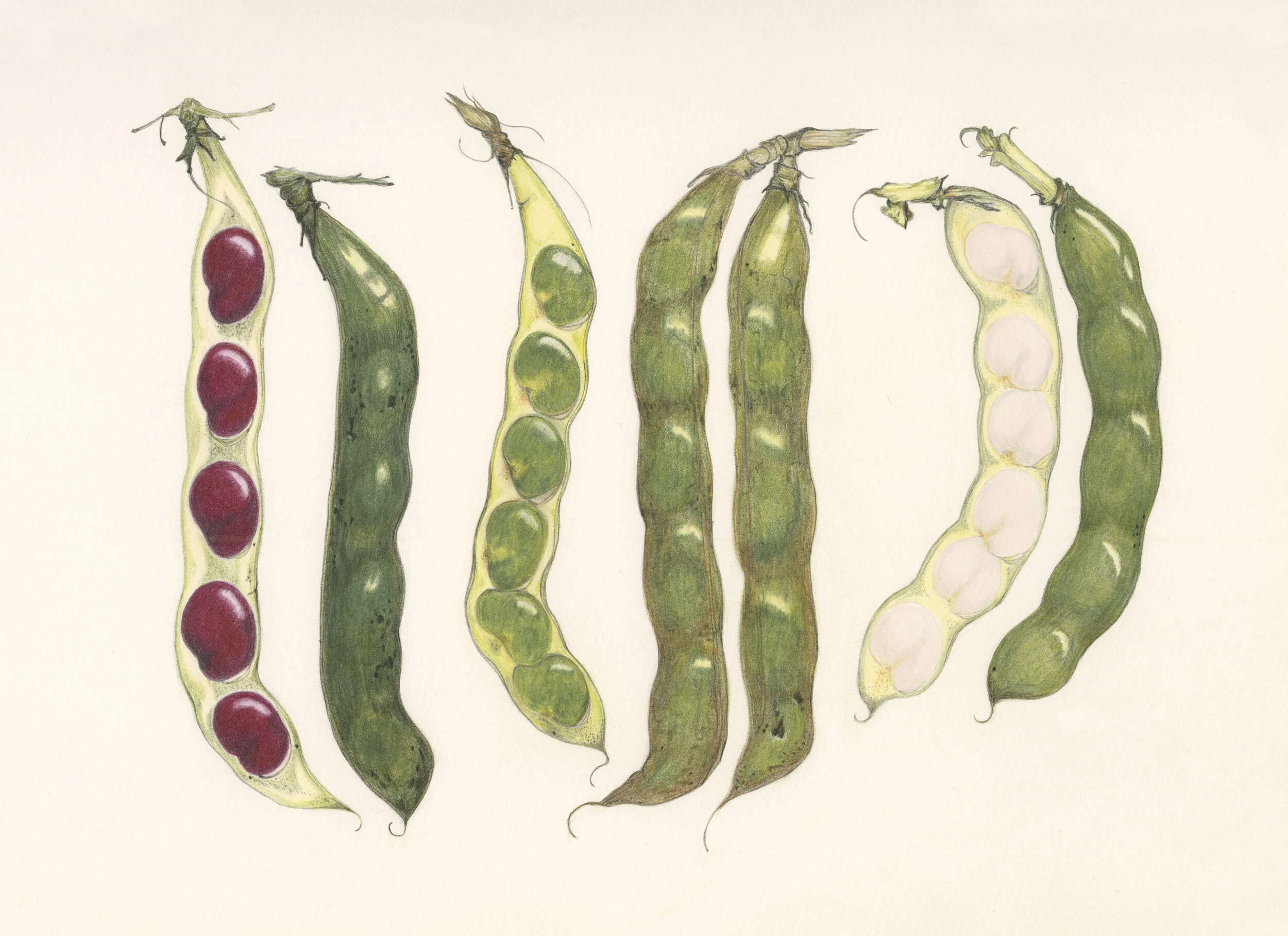 Broad Beans 7 copy.jpg