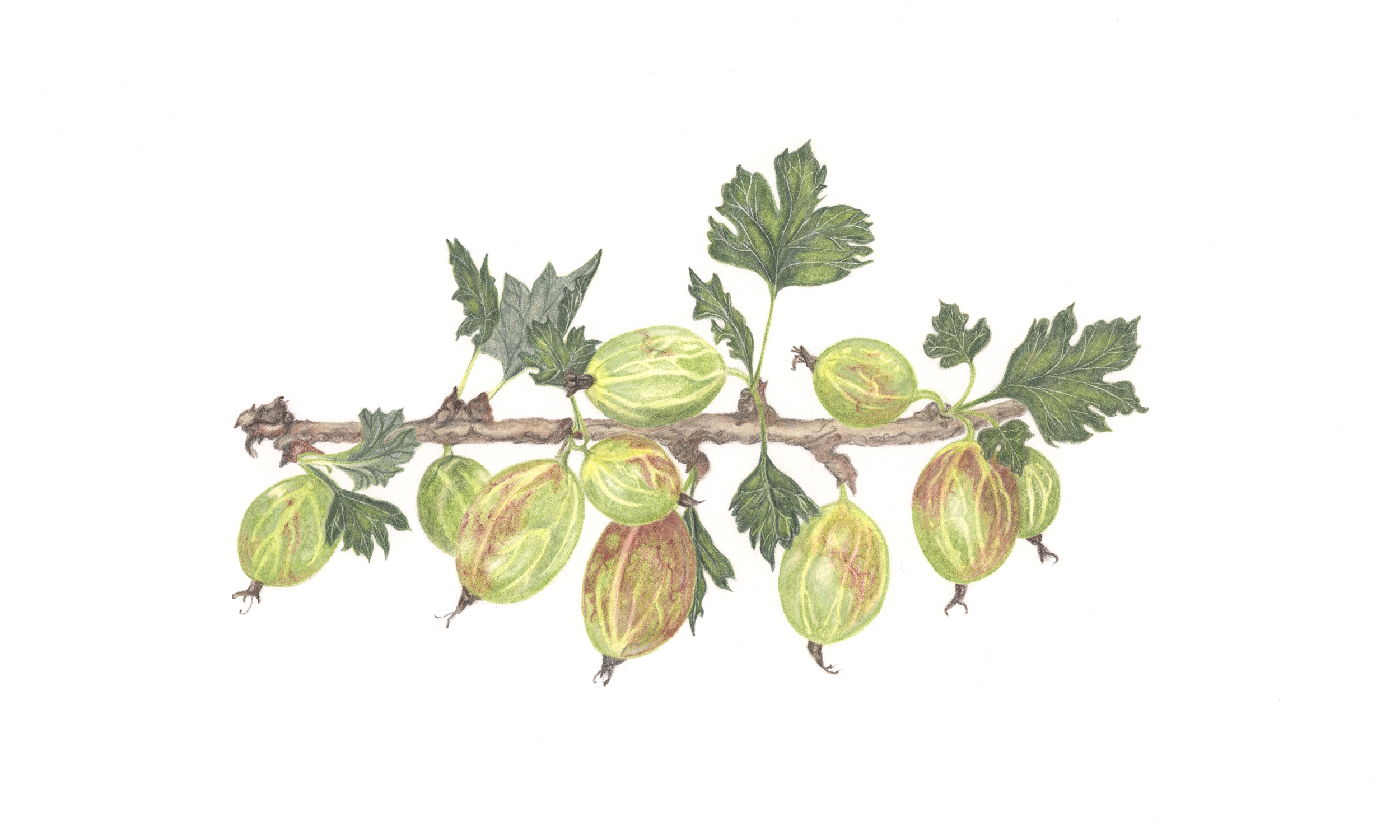 Gooseberries.png