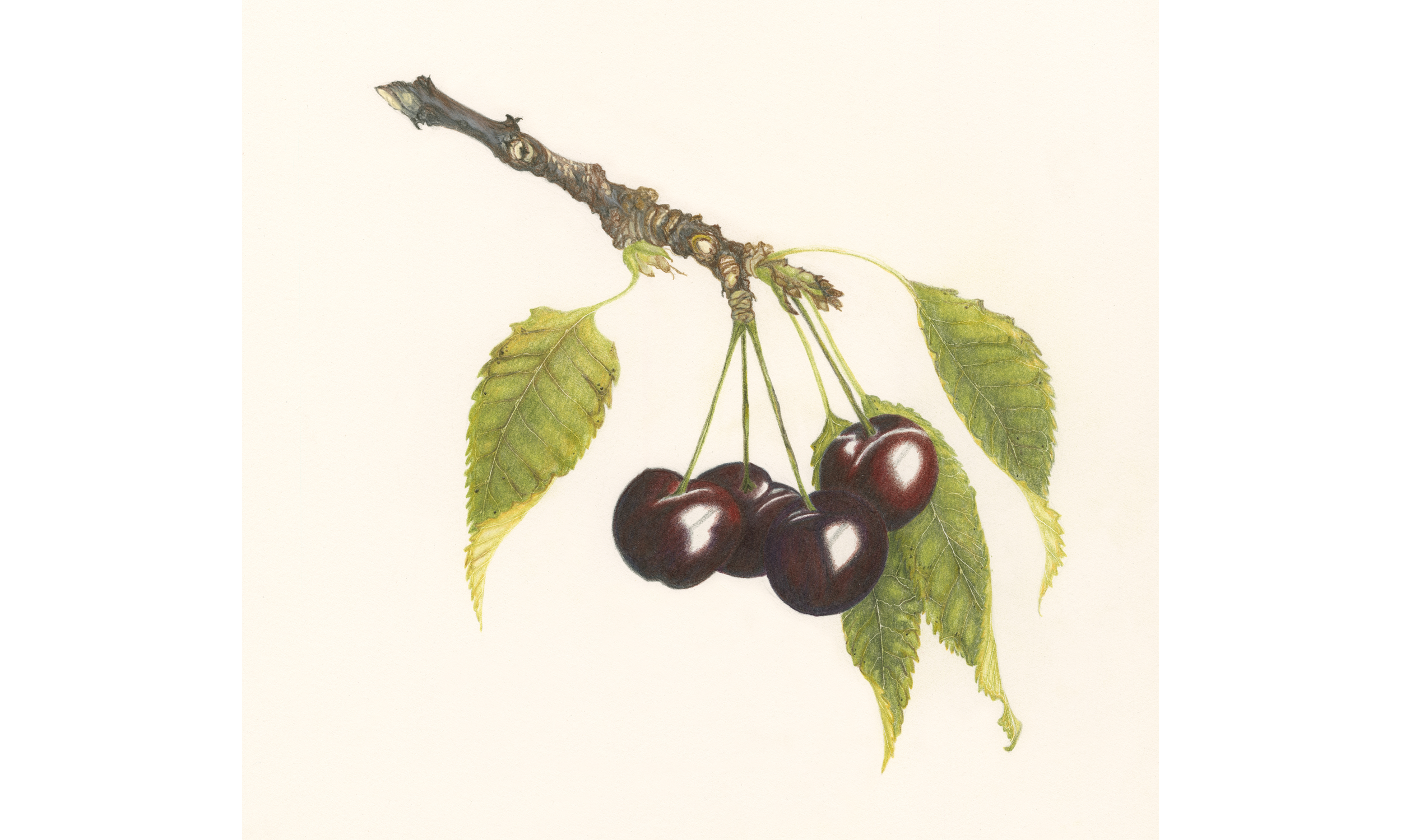 Cherries.png