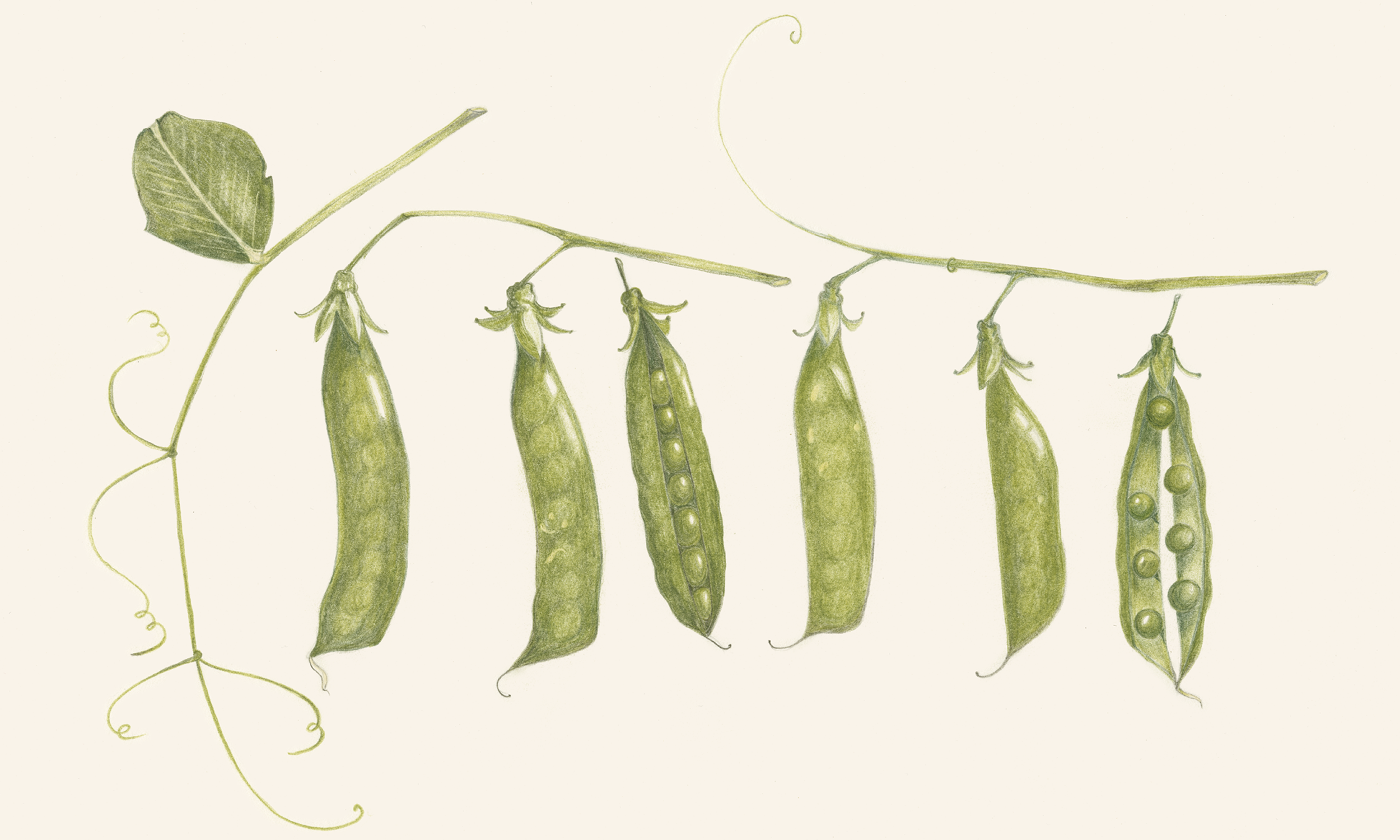 Peas.png