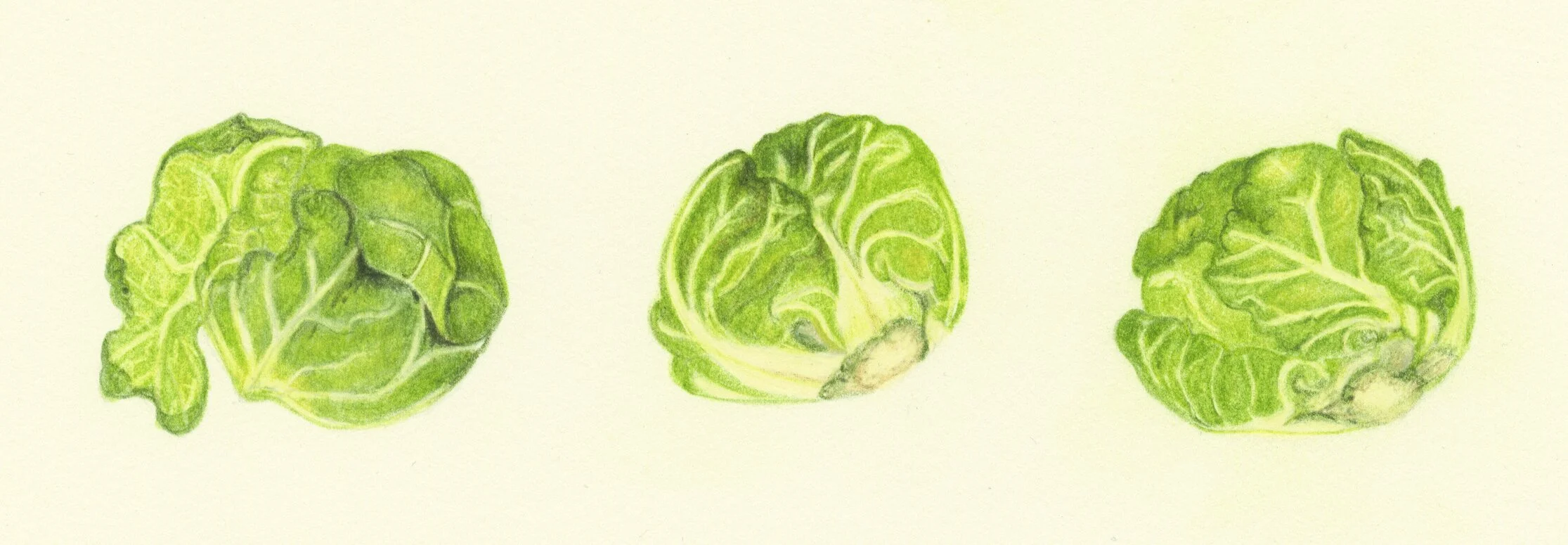 Brussel Sprouts.jpg