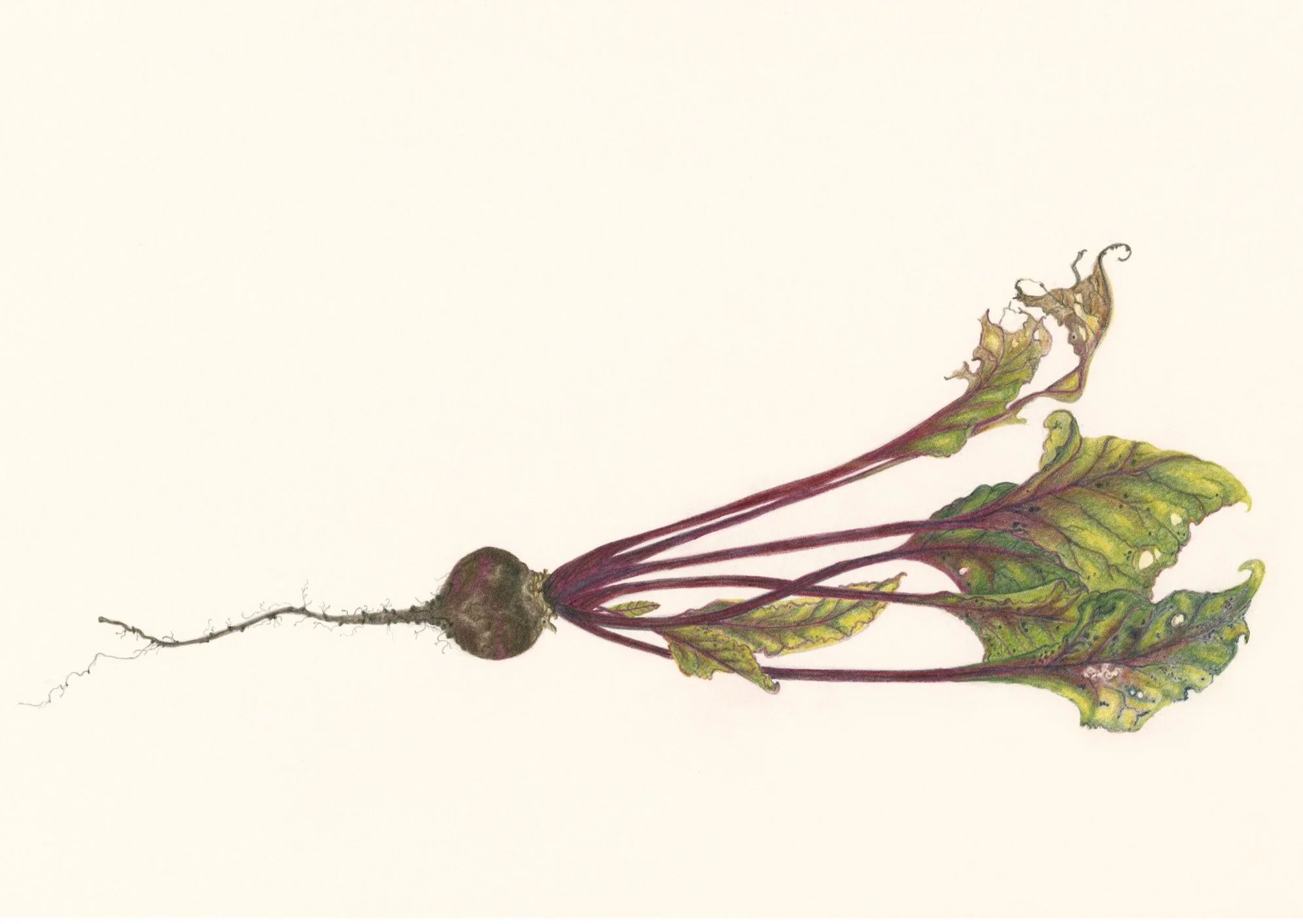 Beetroot.jpg