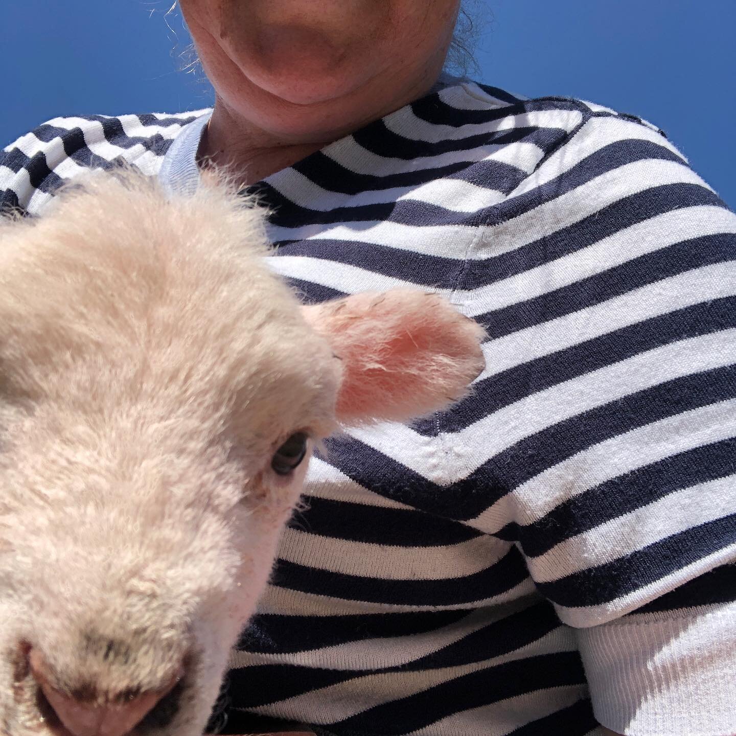 Feeding cheeky lambs in the spring sunshine ❤️