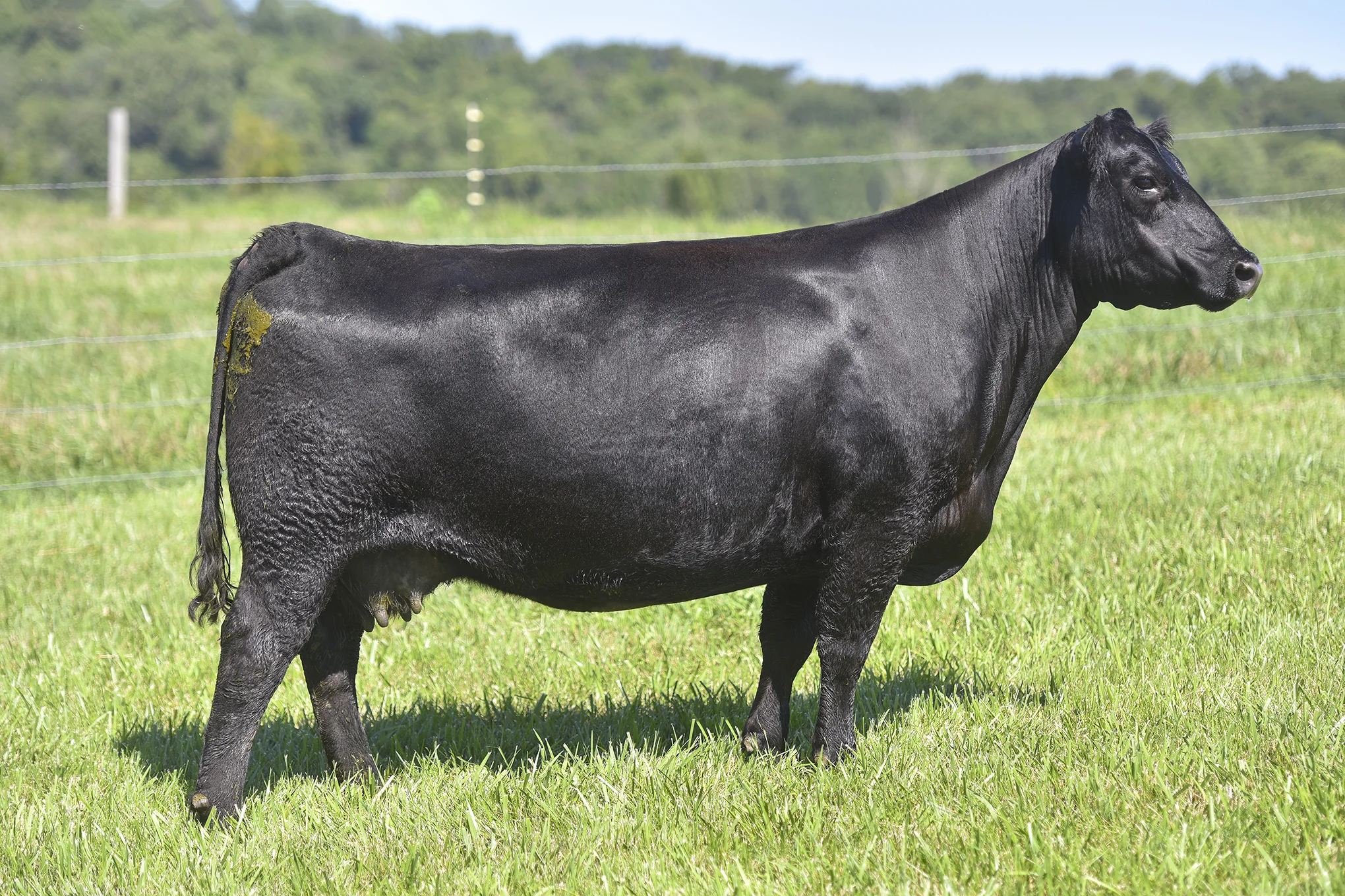 TopLine_1110_6927.jpg