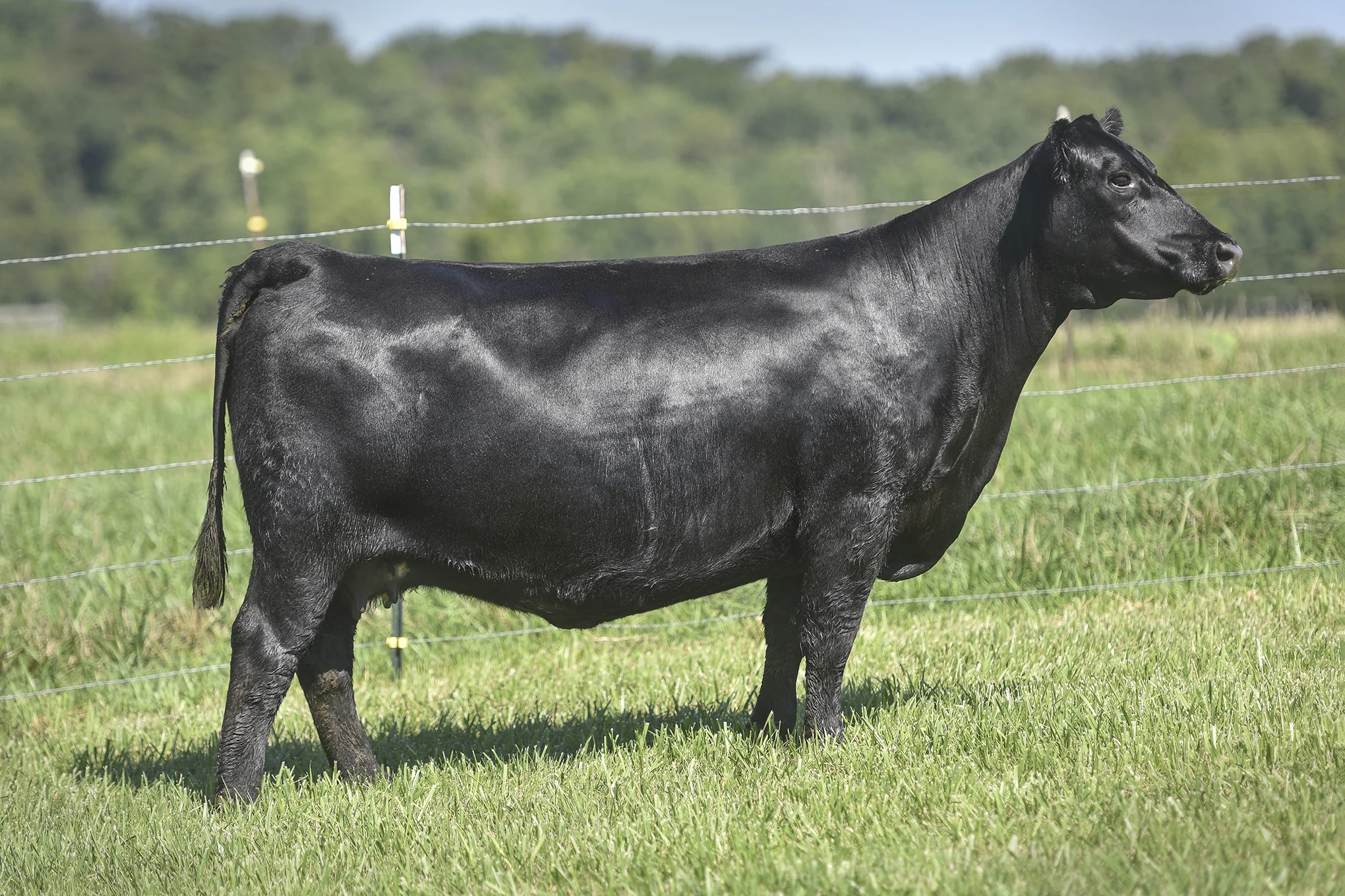 TopLine_1205_6699.jpg