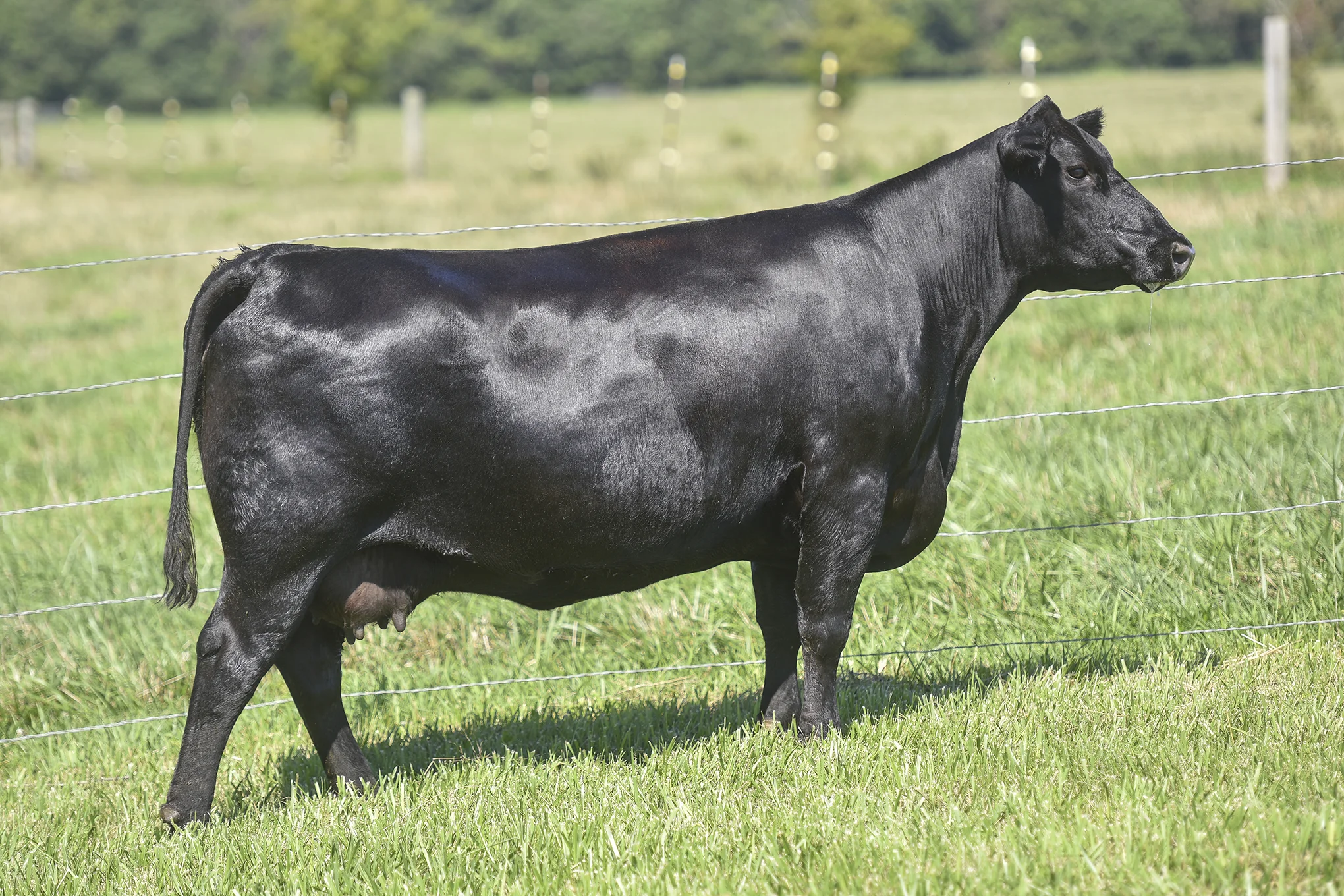 TopLine_1188_7059.jpg