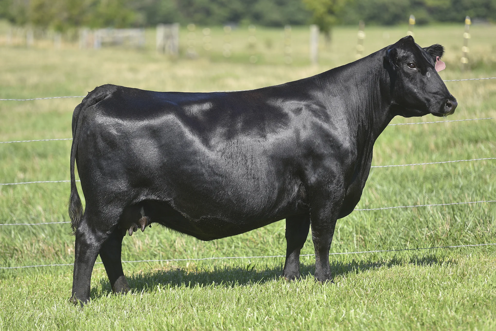 TopLine_1207_6535.jpg