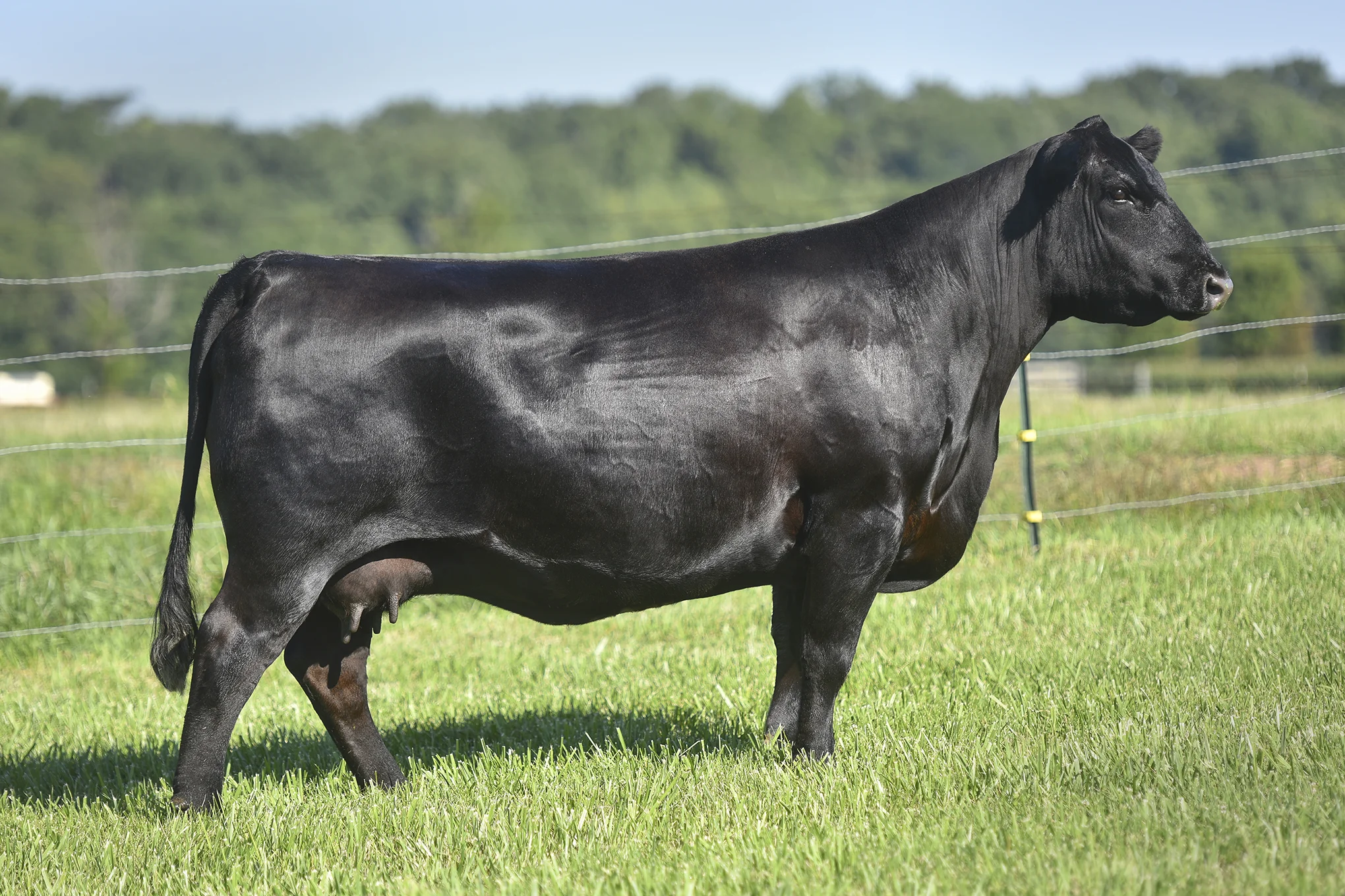 TopLine_1210_6024.jpg