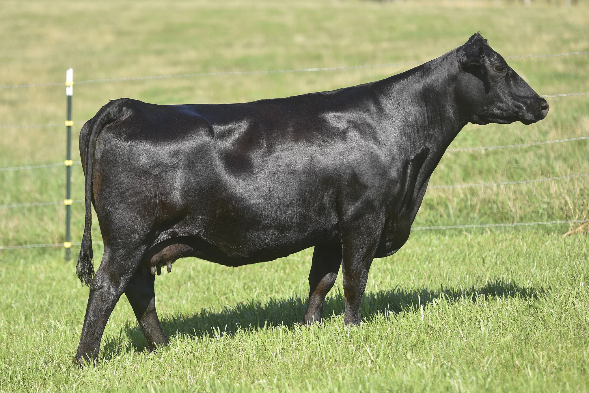 TopLine_1311_6205.jpg