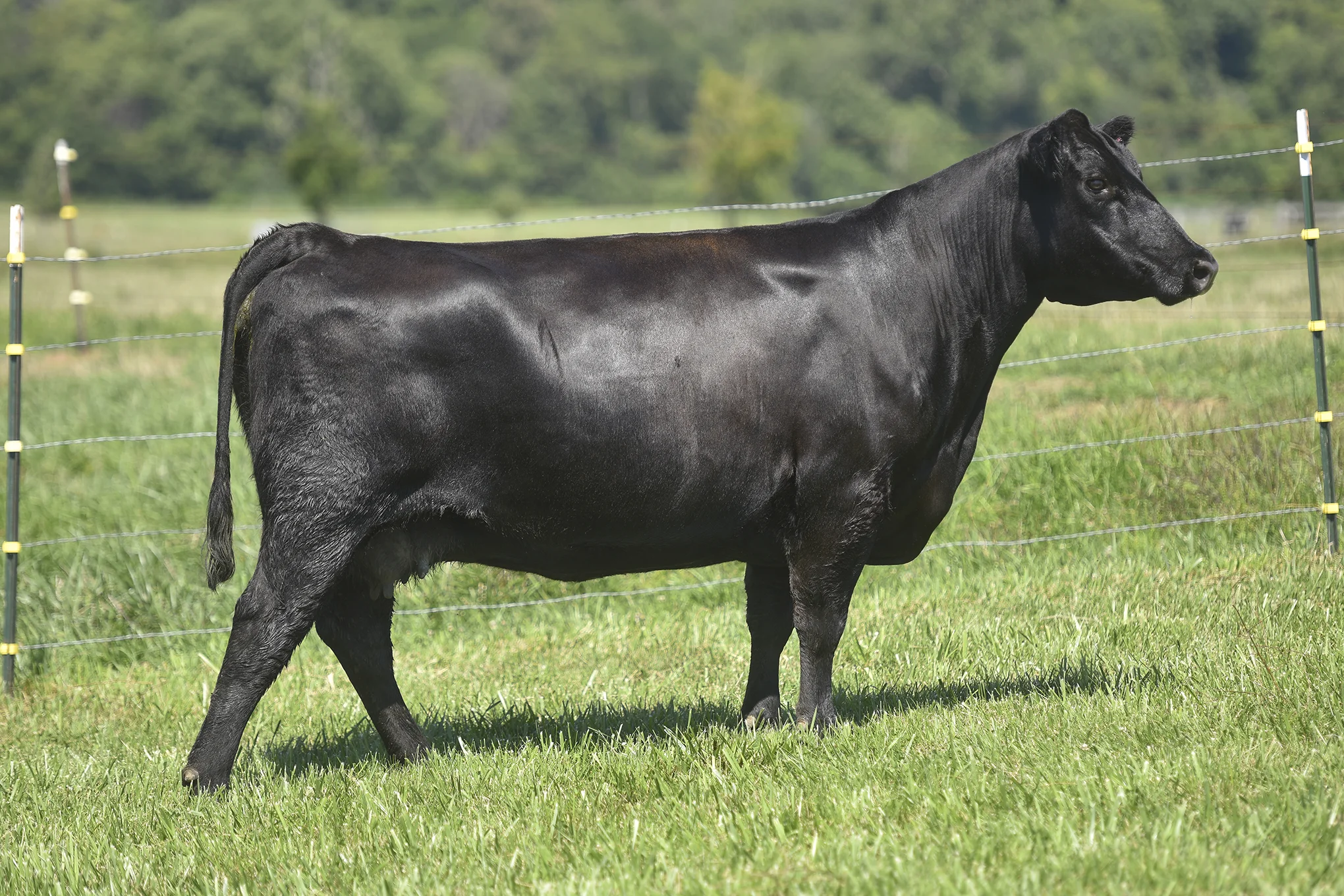 TopLine_3712_7366.jpg