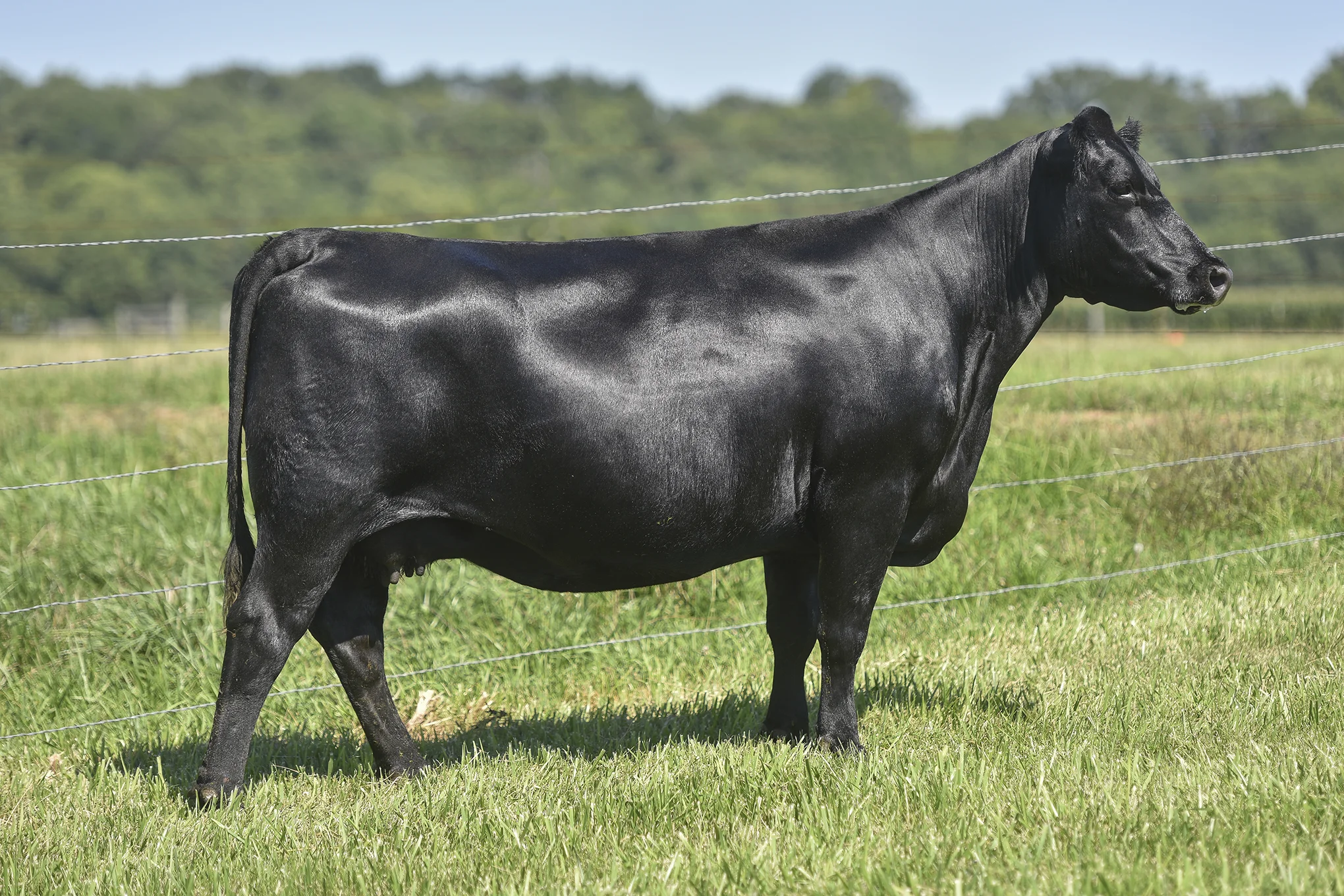 TopLine_2112_7257.jpg